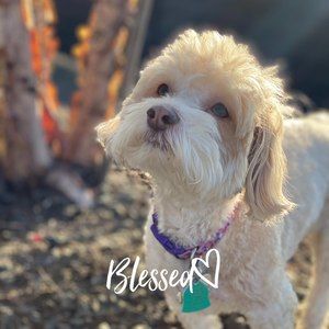 Meet your Posher, Sandy